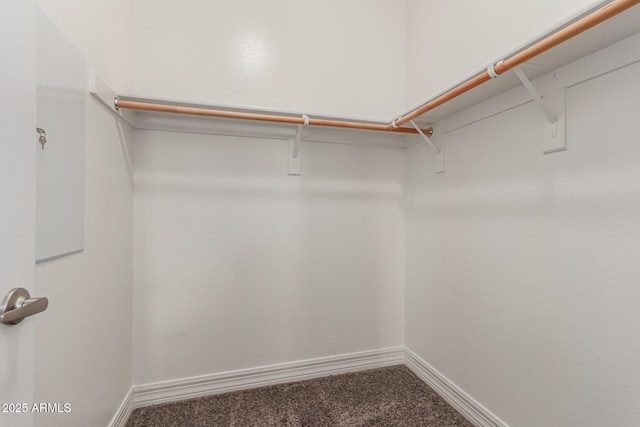 spacious closet featuring carpet floors