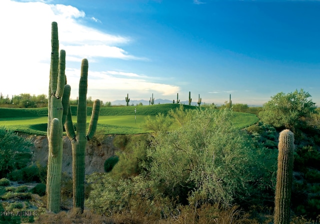 view of local wilderness