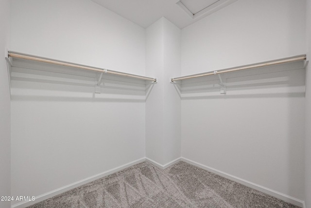 spacious closet featuring carpet flooring