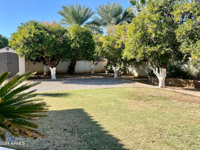 view of yard with a shed