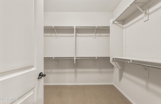 spacious closet featuring carpet