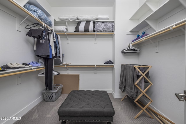 spacious closet featuring carpet floors