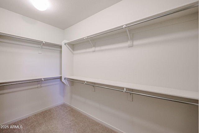 walk in closet featuring carpet floors