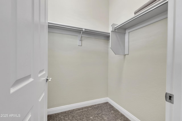 walk in closet featuring carpet floors