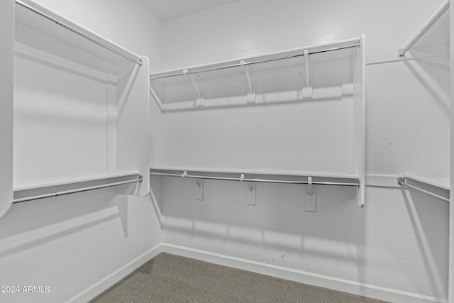 spacious closet featuring carpet floors