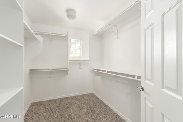 walk in closet with carpet floors