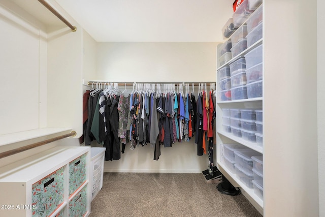 spacious closet featuring carpet floors