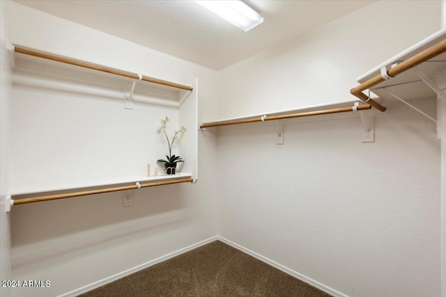 walk in closet featuring carpet floors