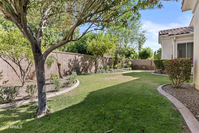 211 W New Dawn Dr, Chandler, AZ 85248 - view of yard