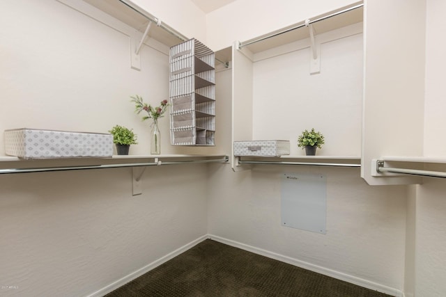 spacious closet featuring carpet flooring