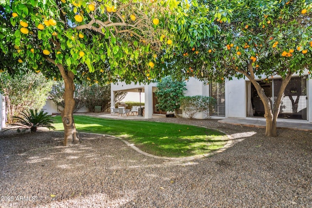 view of yard featuring a patio area