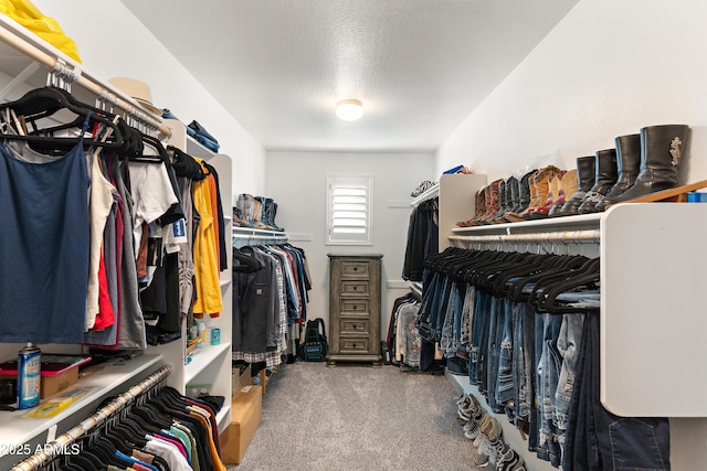 walk in closet with carpet floors