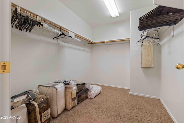 walk in closet with carpet flooring