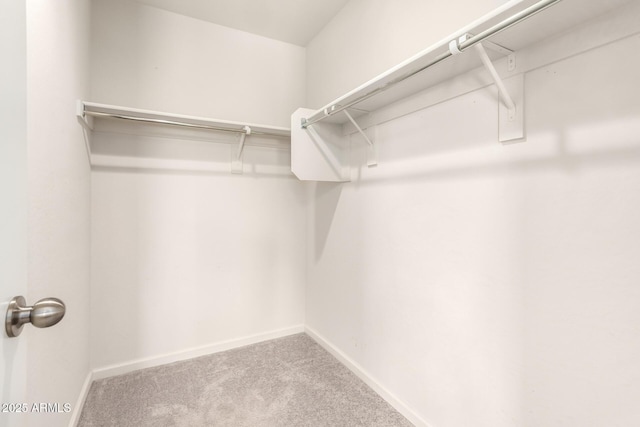 spacious closet featuring carpet