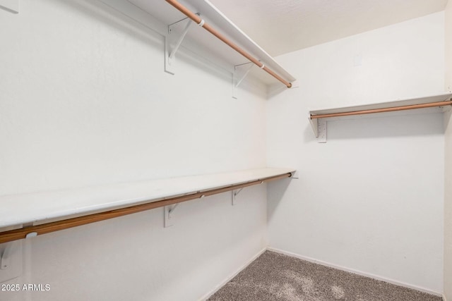 walk in closet with carpet flooring