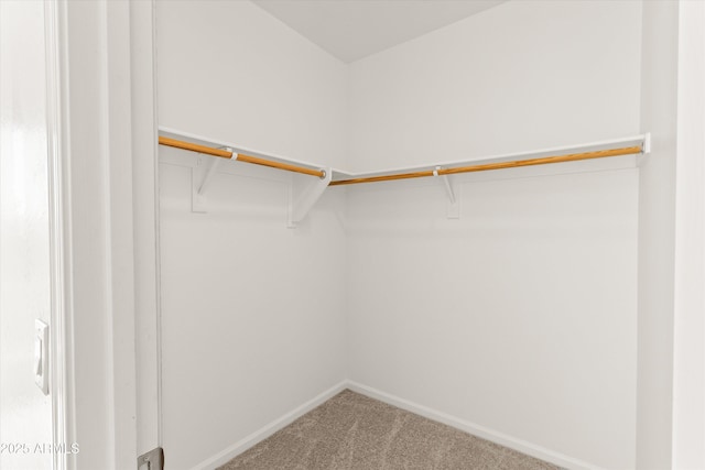 walk in closet with carpet flooring