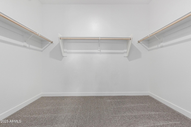 spacious closet featuring carpet flooring