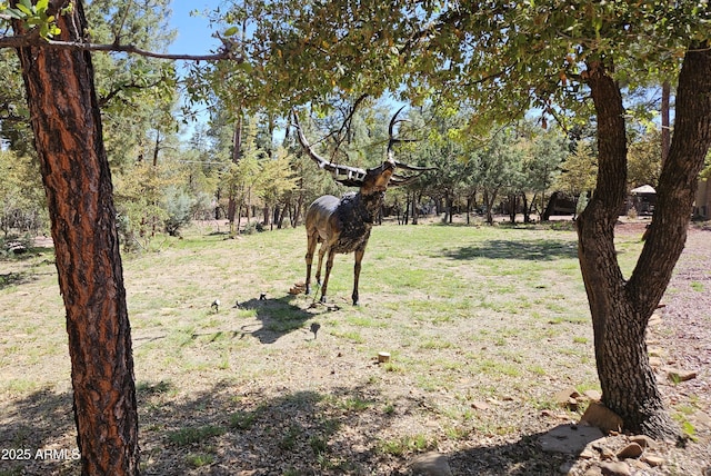 4990 N Pine Creek Canyon Dr, Pine, AZ 85544 - view of green lawn