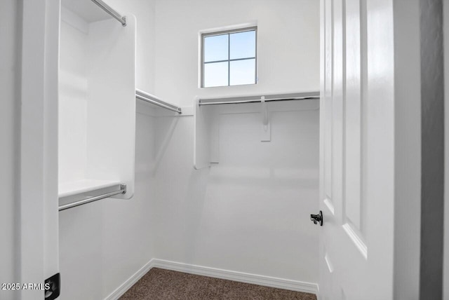 walk in closet featuring carpet floors