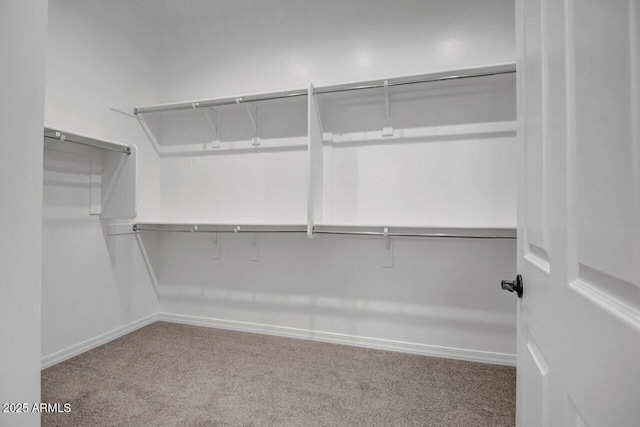 walk in closet with carpet floors