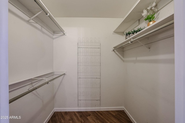 spacious closet featuring dark wood finished floors