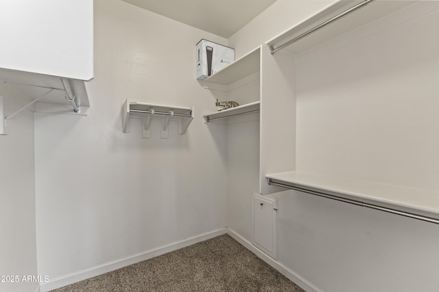 spacious closet featuring carpet flooring