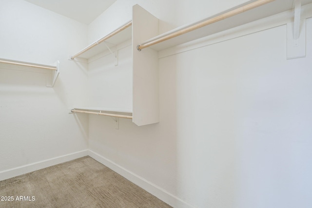 walk in closet featuring carpet flooring