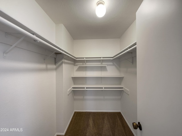 spacious closet featuring carpet floors