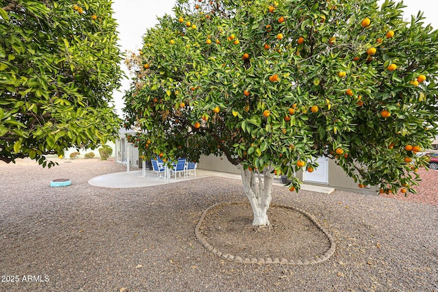 view of yard with a patio area