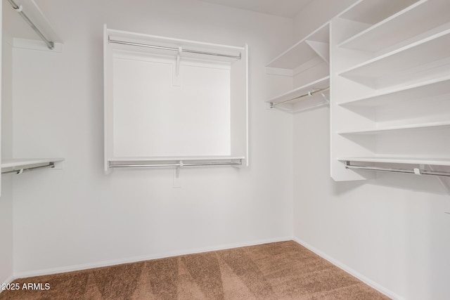 871 E Melanie St, San Tan Valley, AZ 85140 - walk in closet with carpet floors