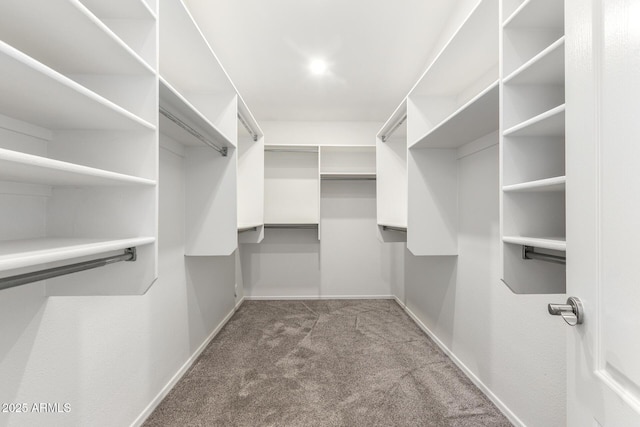 spacious closet featuring carpet floors