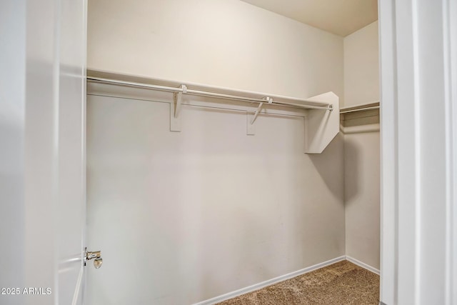 walk in closet featuring carpet flooring