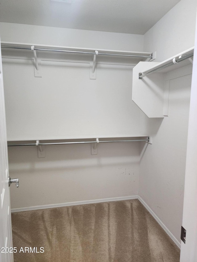 spacious closet featuring carpet