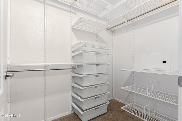 spacious closet featuring carpet flooring