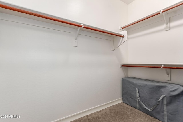 walk in closet with carpet floors