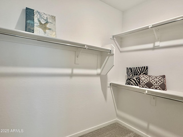 walk in closet with carpet floors