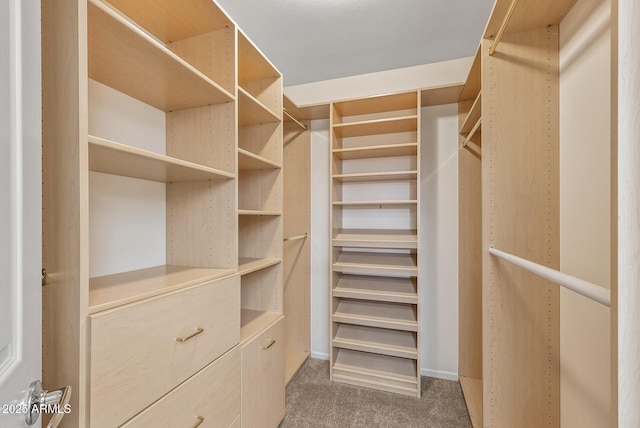 walk in closet featuring carpet