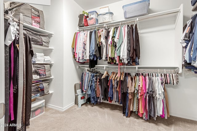 walk in closet with carpet floors