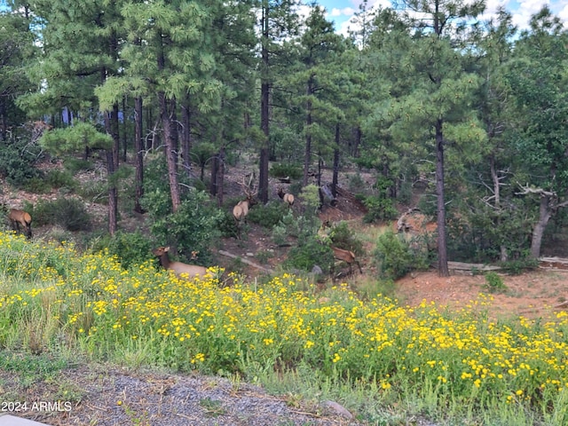 860 W Snow Creek Trl, Show Low, AZ 85901 - view of local wilderness