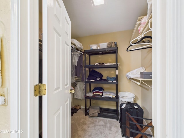 spacious closet featuring carpet flooring