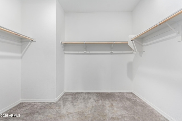 spacious closet featuring carpet