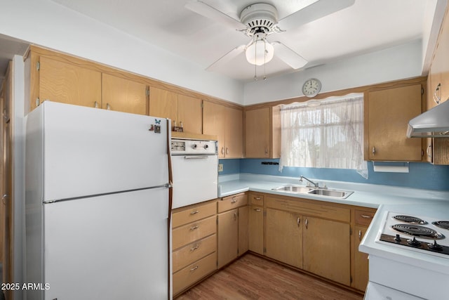 kitchen featuring ceiling fan, white appliances, light hardwood / wood-style floors, and sink