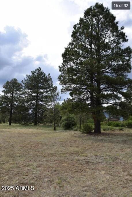 view of local wilderness