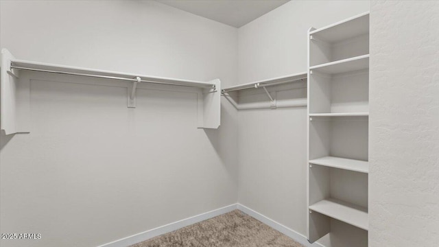 walk in closet featuring carpet flooring