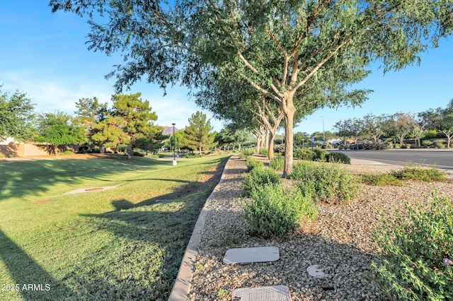 4493 E Desert Sands Dr, Chandler, AZ 85249 - view of green lawn