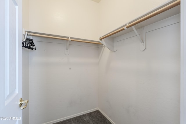 spacious closet featuring carpet flooring