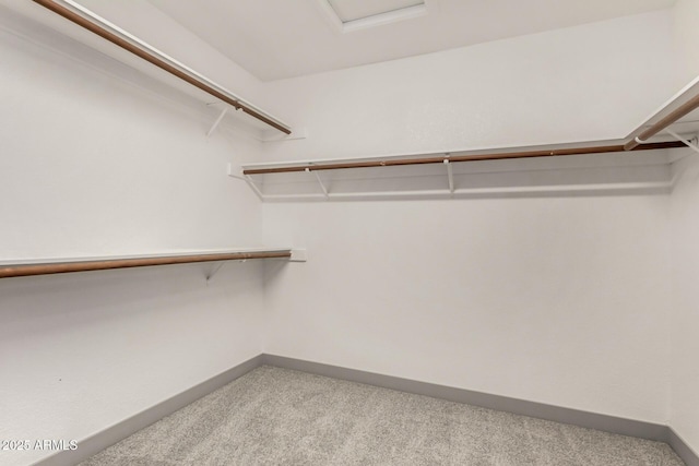 walk in closet featuring carpet floors