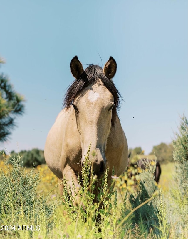 2361 Quarter Horse Trl Unit 232, Overgaard, AZ 85933 - view of details