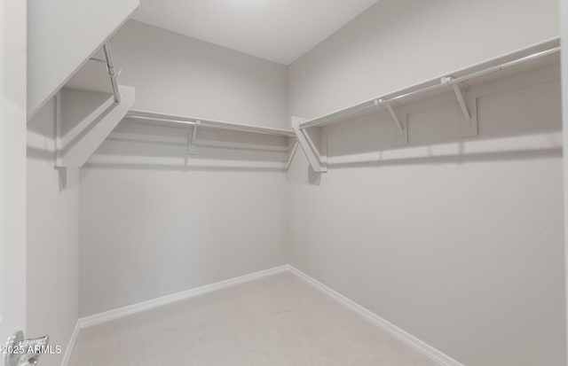 walk in closet featuring carpet floors