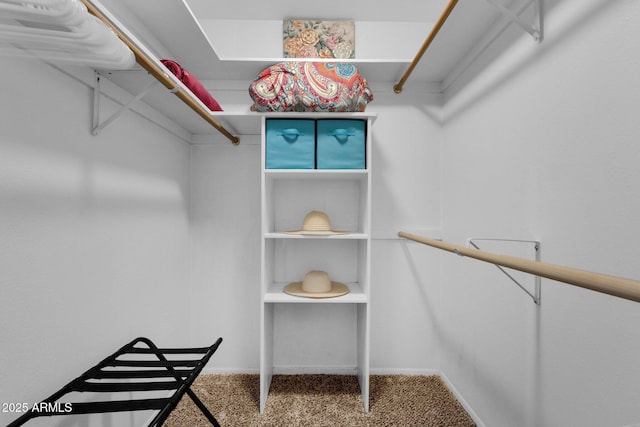 walk in closet featuring carpet flooring